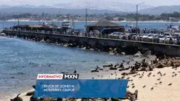 Invasión de Leones Marinos cierra playa San Carlos.